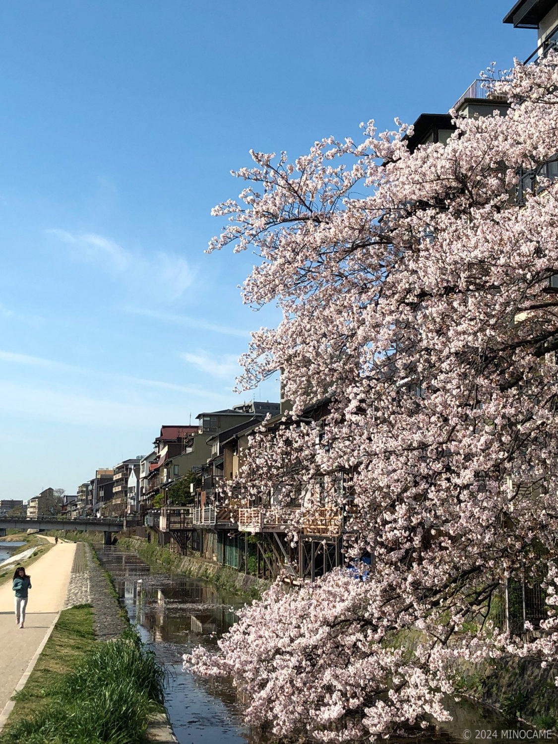 Cherry blossom along Kamogawa River in Kyoto, JP.