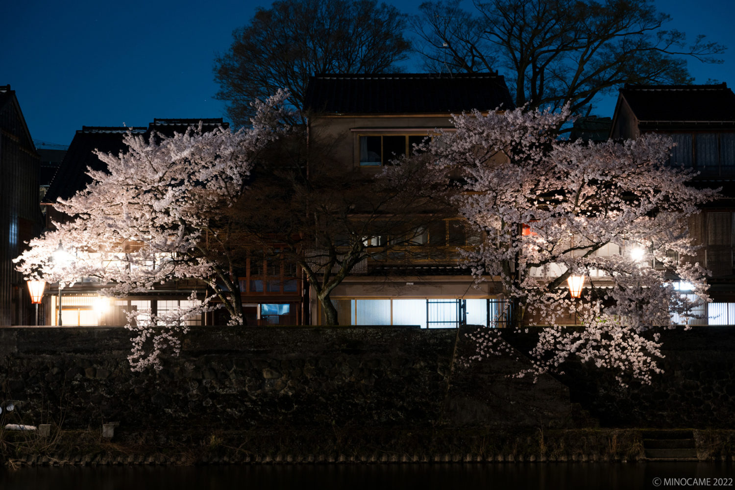 Night shot of Sakura (桜) along Asano River in Kanazawa city, Ishikawa prefecture, JP - (2)