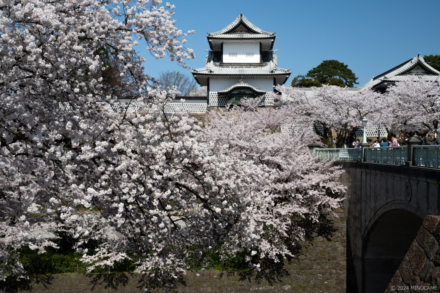 Ishikawa gate of Kanazawa castle with fine cherry blossom.