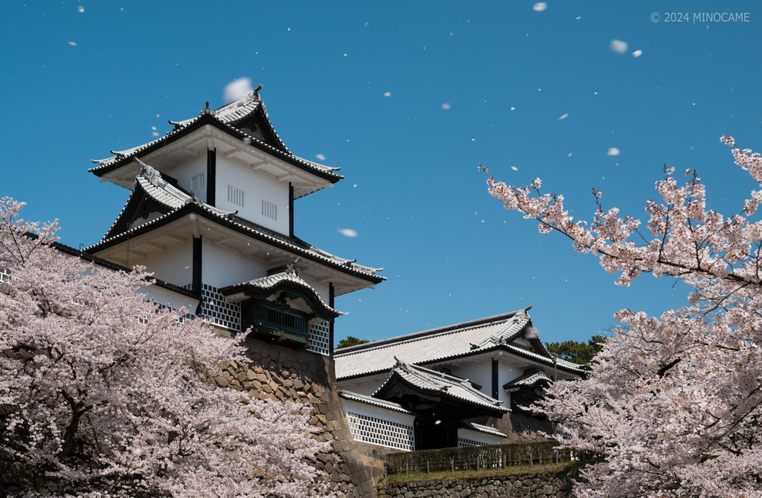 Ishikawa gate of Kanazawa castle with cherry blossom