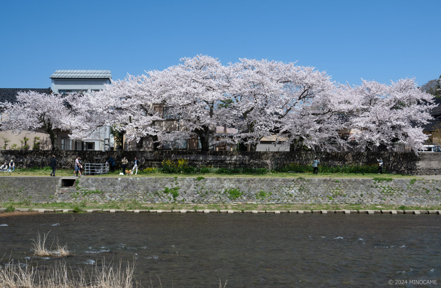 Fine cherry blossom under blue sky along Asano River in Kanazawa city, Ishikawa prefecture, JP -- (2)