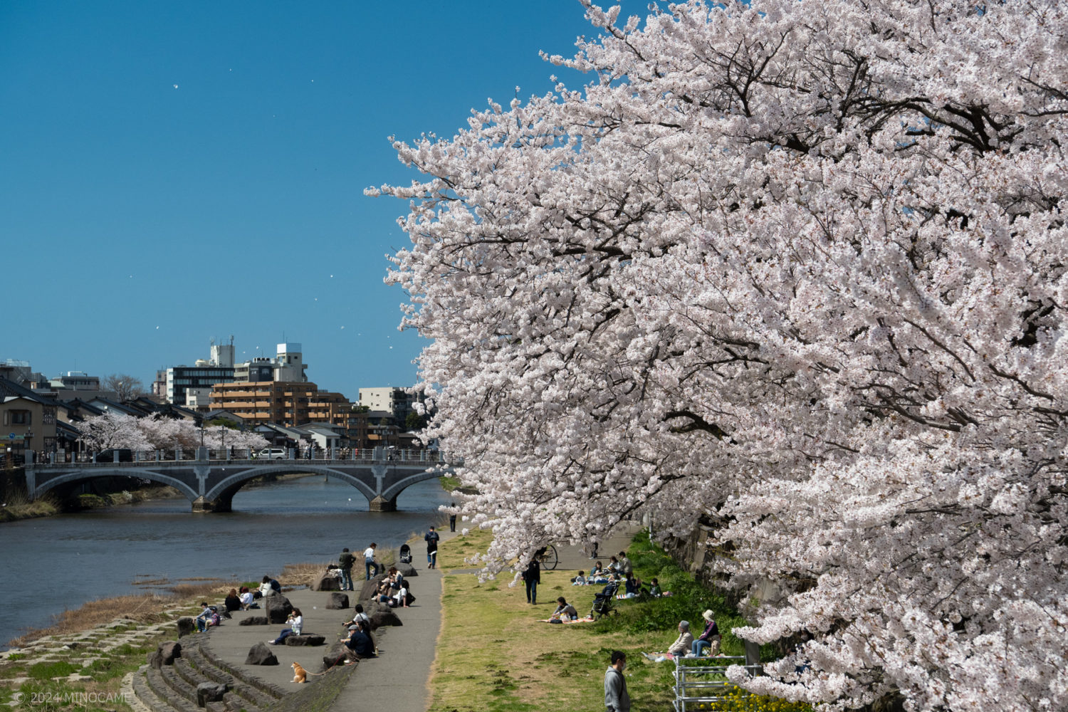 Fine cherry blossom under blue sky along Asano River in Kanazawa city, Ishikawa prefecture, JP -- (1)