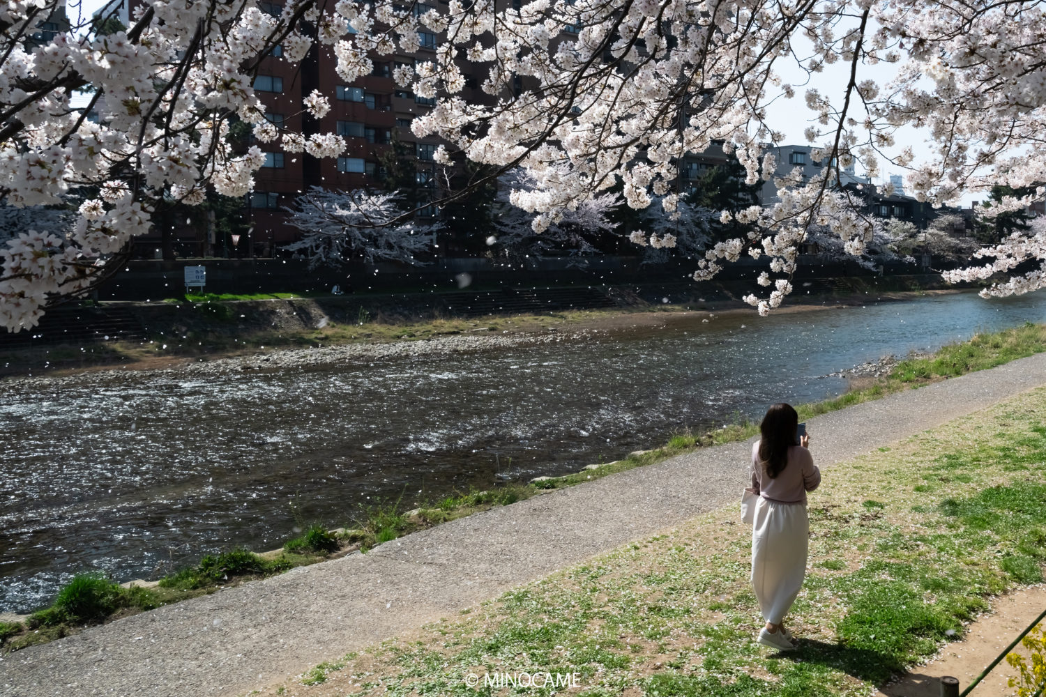 Cherry blossom along Asanogawa river