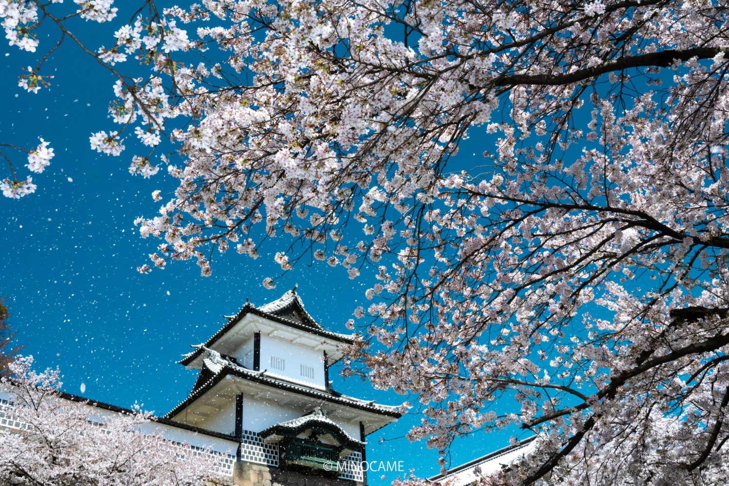 Cherry blossom storm at Ishikawa Gate of Kanazawa castle park