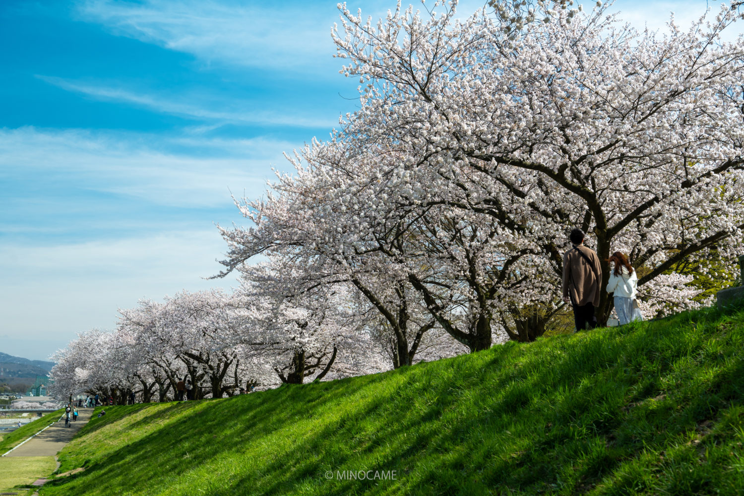 Sakura along Sai river in Kanazawa