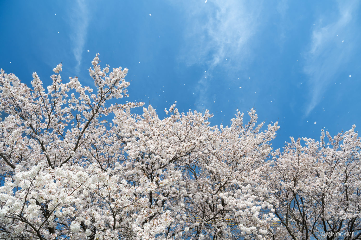 Sakura along Sai river in Kanazawa